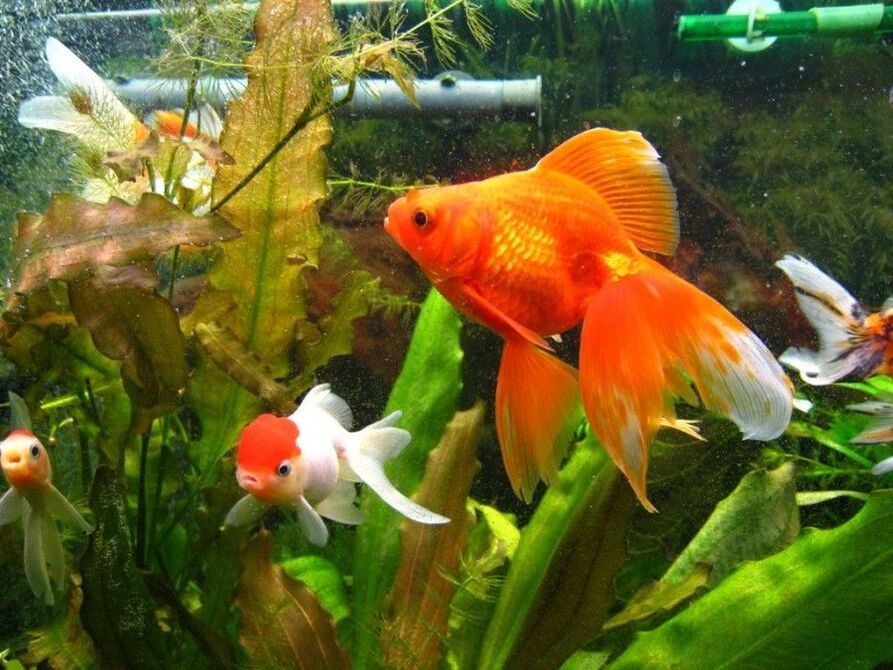 акваріум із золотими рибками для грошей